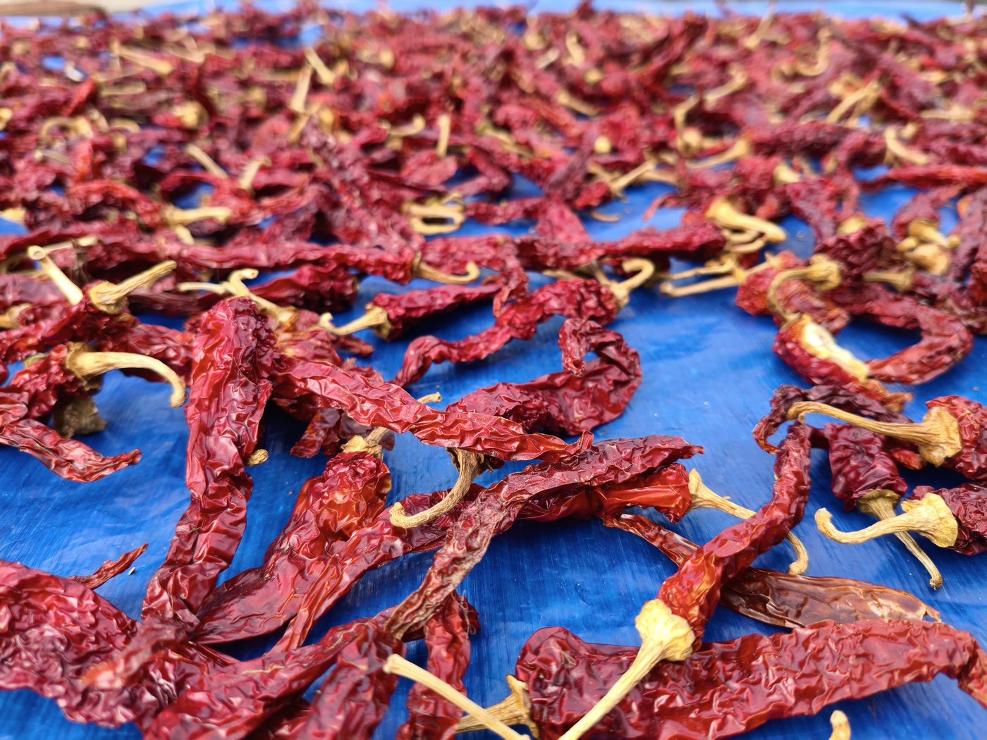 Dry Red Chilli — Whole & Powder